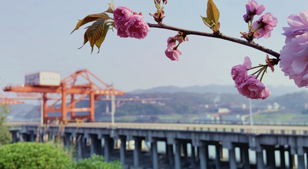 犹有花枝俏.png